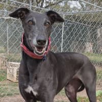 Photo of Eowyn The Greyhound