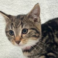Photo of Fufu