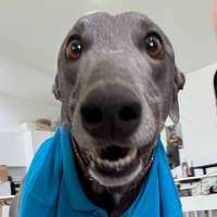 Photo of Azzurro The Greyhound