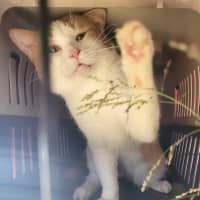 Photo of Thor ⚡️