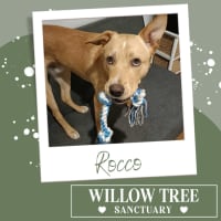 Photo of Rocco
