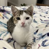 Photo of Spock & Sparrow   5 Month Old Domestic Short Hair