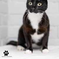 Photo of Marshmallow