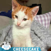 Photo of Cheesecake