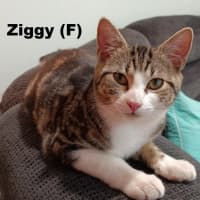 Photo of Ziggy