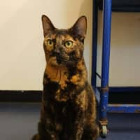 Photo of Tilly