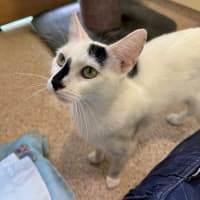 Photo of Patches