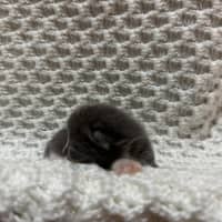 Photo of Dasher 🦌