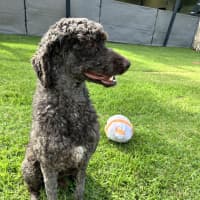 Photo of Teddy