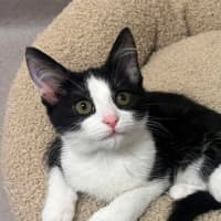Photo of Penne   In Foster Care In Ashburton