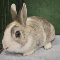 Photo of Penny (Bonded To Tabitha)