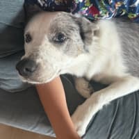 Photo of Zeus 