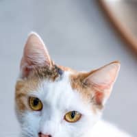 Photo of Pancake