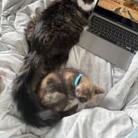 Photo of Mouse