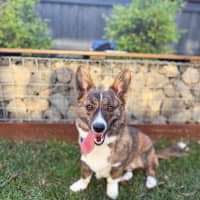 Photo of Rocky   1 Year Old Cardigan Corgi