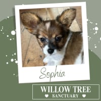 Photo of Sophia