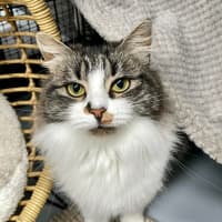 Photo of Hissy Missy Maggy May ** 2nd Chance Cat Rescue**