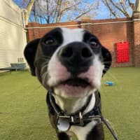 Photo of Moo