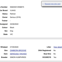 Photo of Brockie Cat Friendly