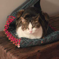 Photo of Missy & Sonny 🌺💙