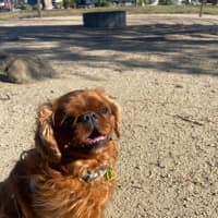 Photo of Muppet