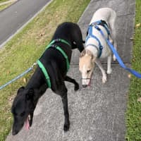 Photo of Cleo, The Greyhound