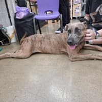 Photo of Honey