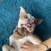 Photo of Scooby   2 Year Old American Bulldog