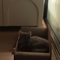Photo of Tango