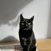 Photo of Emilia * 9 Lives Project Rescue*