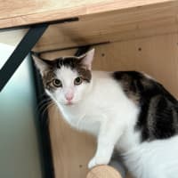 Photo of Mr Meowgi