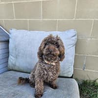 Photo of Chocco