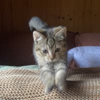 Photo of Tawny 