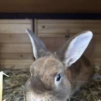 Photo of Cinnamon Toast