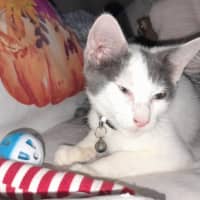 Photo of Loki