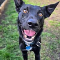 Photo of Moose