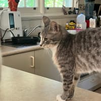 Photo of Basil & Oriana *9 Lives Project Rescue*