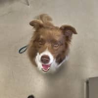 Photo of Mars Bar Slice