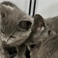 Photo of Granite, Shale & Flint