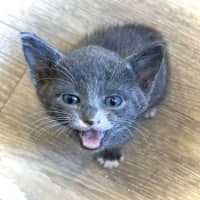 Photo of Gordan