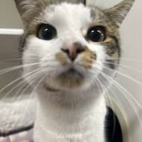 Photo of Tetto