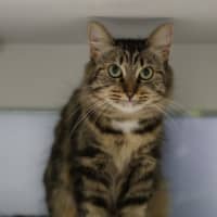 Photo of Mischa