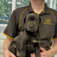 Photo of Josie