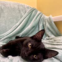 Photo of Rosie
