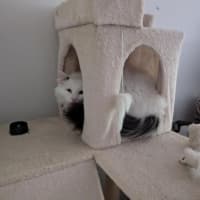 Photo of Quasimodo Sta012480