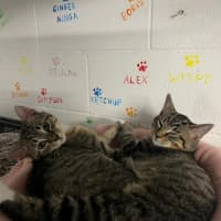 Photo of Rigatoni And Ravioli