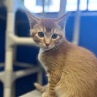 Photo of Peanut