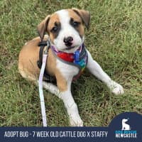 Photo of Bug   7 Week Old Cattle Dog X Staffy