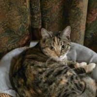 Photo of Lotus & Sage