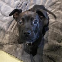 Photo of Electra